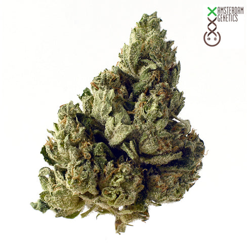 Amsterdam Genetics - Choco Kush Auto